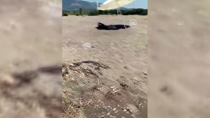 Tatilci yuva yapan caretta carettayı güneşten plaj şemsiyesiyle korudu - MUĞLA