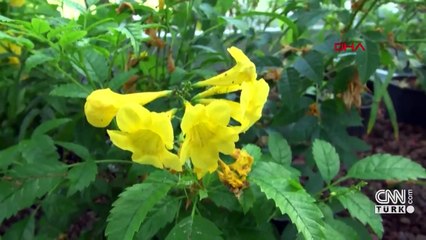 Botanik parkında 5 bin tür bitki yetiştirilyor | Video