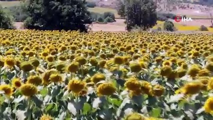 Kadınlar azmetti, 1,5 milyon metrekarelik boş arazi ayçiçek tarlasına döndü