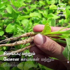 Medicinal Benefits Of Ashwagandha