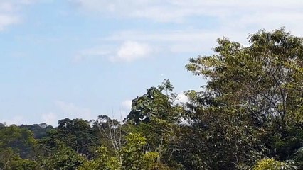 [SBEG Spotting]Boeing 737-800 PR-GUK na final antes de pousar em Manaus vindo de Brasília