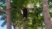 Bir site içine ağaca yuva yapan arılar toplandı