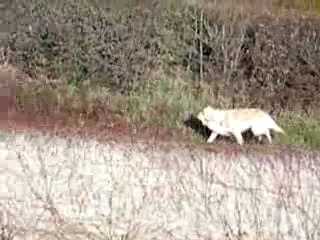 Arkan chasse le chat