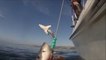 2 grands requins blancs en pleine chasse à côté de ces pêcheurs