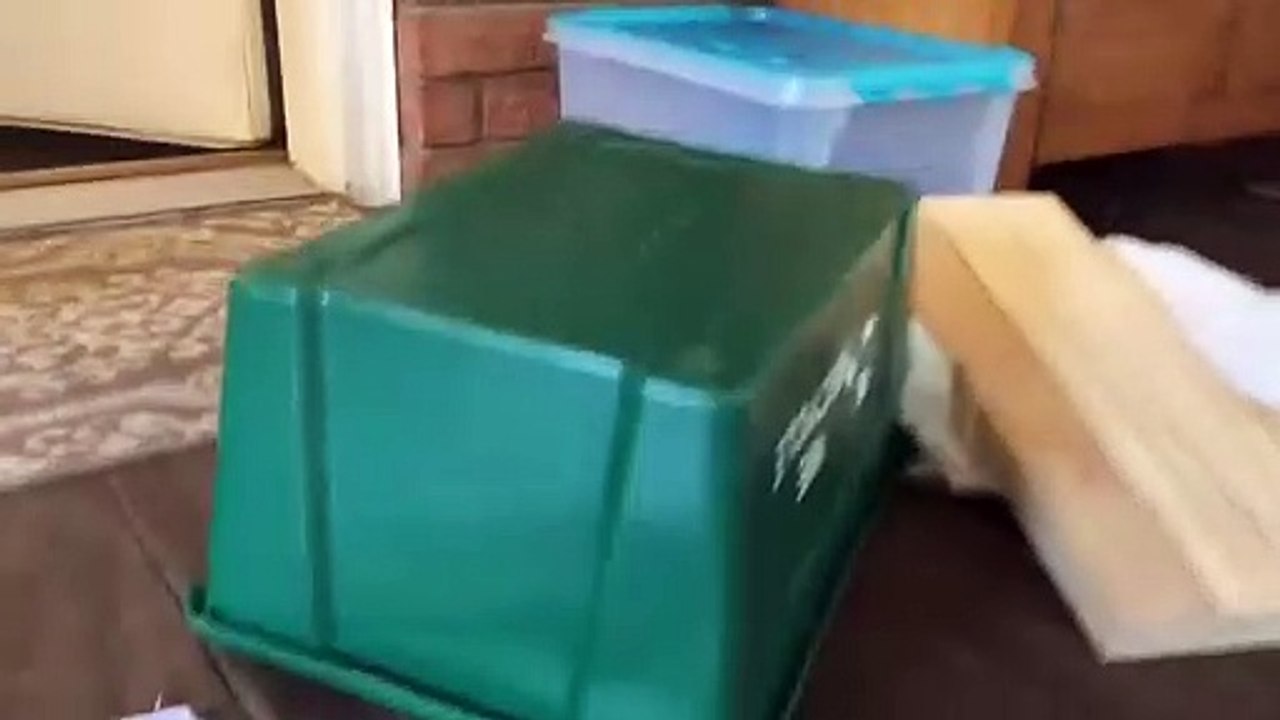 Le secrets d'un tour da magie enfin révélé : le magicien utilise un tatou