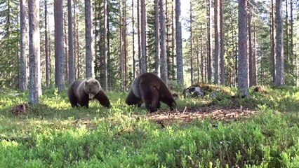 Il filme l'impressionnant face à face entre 2 grizzlis