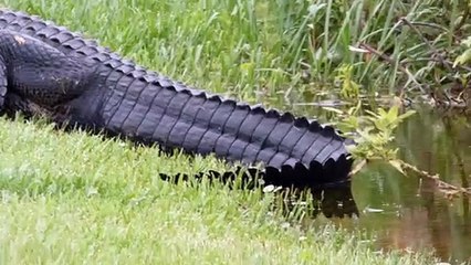 Large Alligator Lounging in the Sun