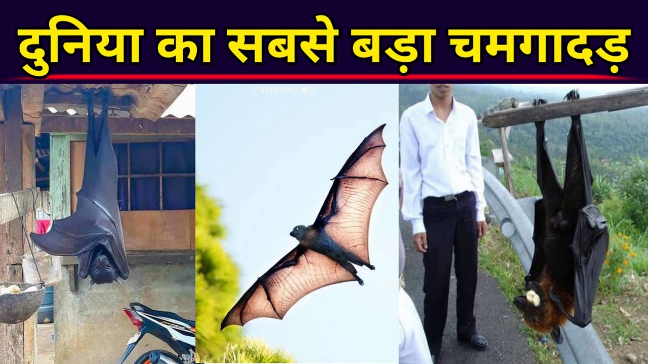 BIG BATS: Found in Philippines | दुनिया का सबसे बड़ा चमगादड़ | World's Largest Bats | Human-sized Bat | इंसानों के आकार का चमगादड़ | Human Size Bat Found in Philippines |