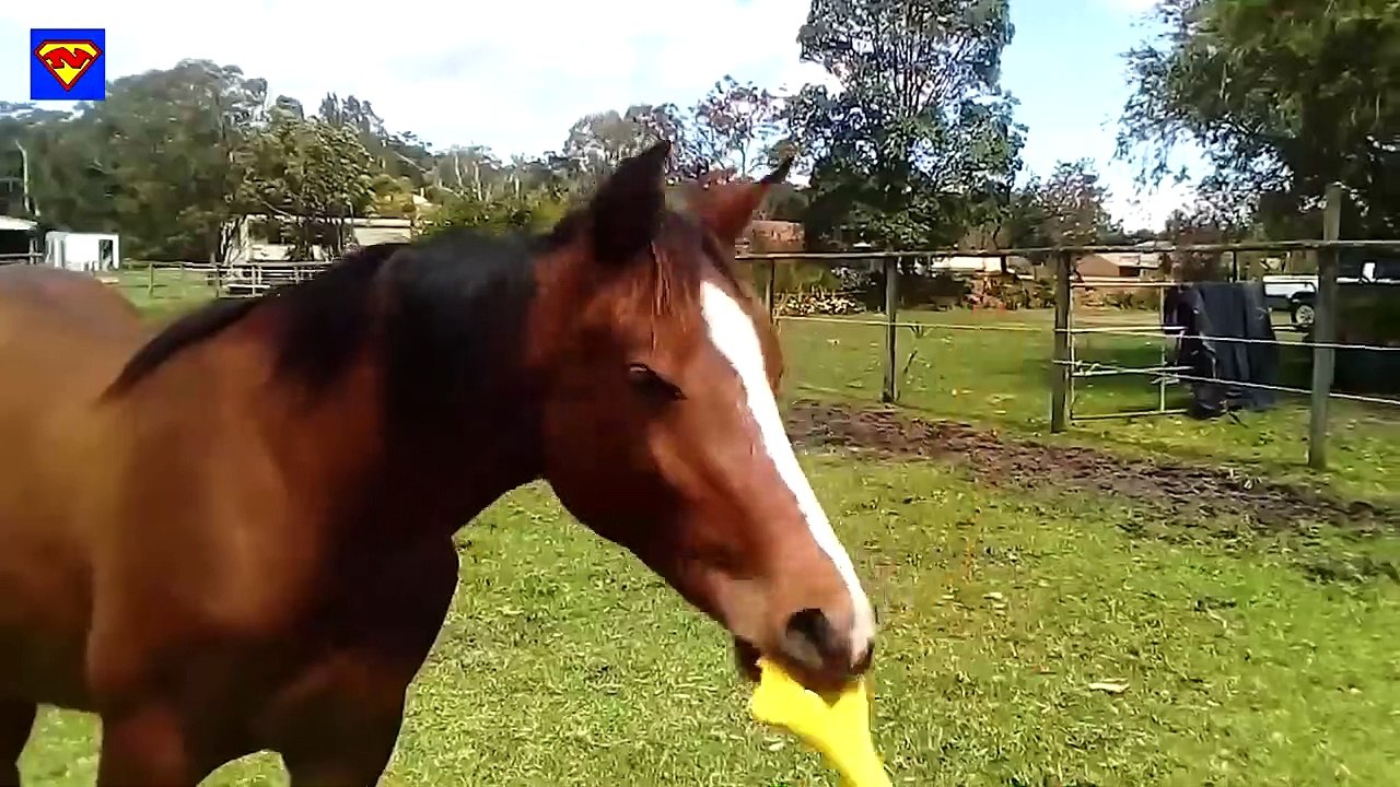 TRY NOT TO LAUGH