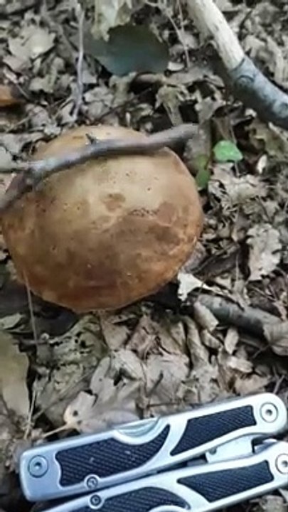 Boletus edulis - Çörek Mantarı