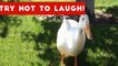 Try Not To Laugh Or Grin At These Funny Animal Clips, Bloopers & Outtakes _ Funny Pet Videos