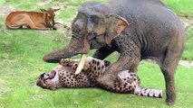 Elephant So Strong! Elephant Herd Save Impala From Five Cheetah Hunt - Snake vs Mongoose