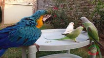 Macaw vs Alexandrine Parrot