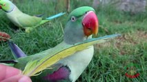 Super Cute Ringneck Parrots