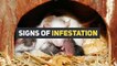 HOW TO GET RID OF RODENTS? | ACE PEST CONTROL