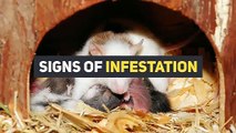 HOW TO GET RID OF RODENTS? | ACE PEST CONTROL