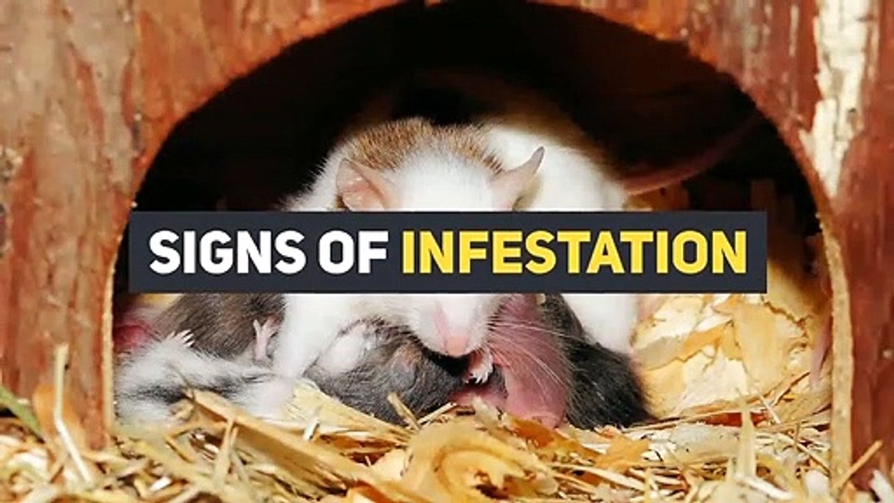 HOW TO GET RID OF RODENTS? | ACE PEST CONTROL