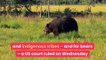 Victory for Yellowstone's grizzly bears as court rules they cannot be