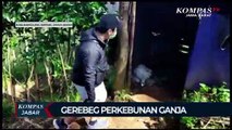 1 Hektar Ladang Ganja Ditemukan Di Bandung