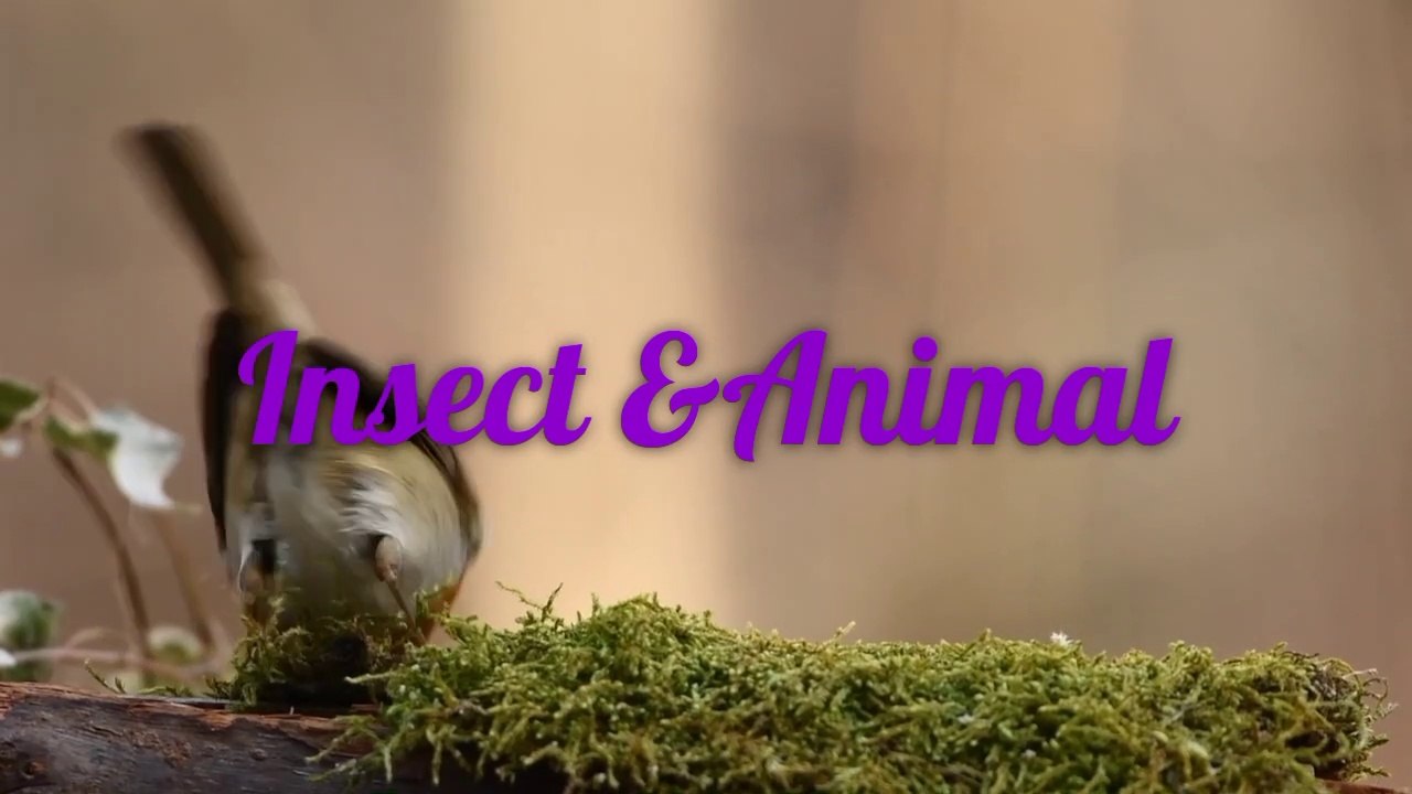 Insect and animals full HD 1080p