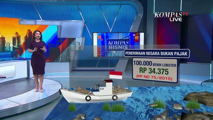 Benarkah Pendapatan Negara dari Ekspor Benih Lobster Terbilang Kecil?