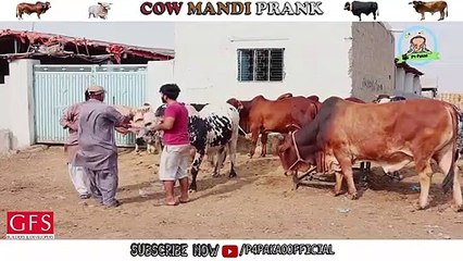 Cow Mandi Prank By Nadir Ali & Team in P4Pakao 2020