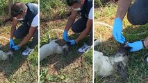 Polis, susuzluktan fenalaşan köpeğe elleriyle su içirdi