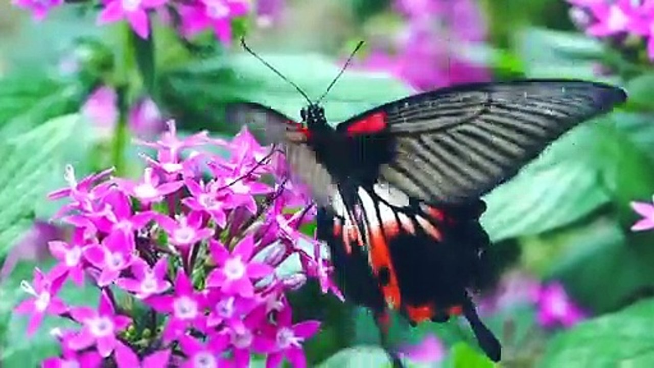 bacutiful animals, bird, ect.