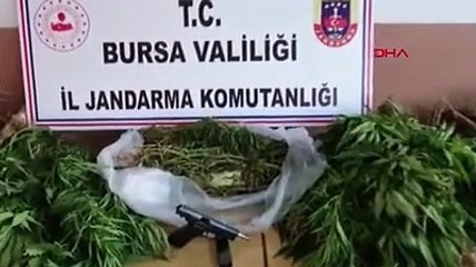 Tarlasında Hint kenevirlerini sularken suçüstü yakalandı