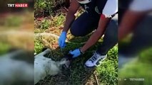 Polis memuru susuz kalan köpeğe su içirdi