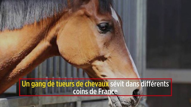 Un gang de tueurs de chevaux sévit dans différents coins de France