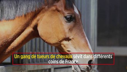 Un gang de tueurs de chevaux sévit dans différents coins de France