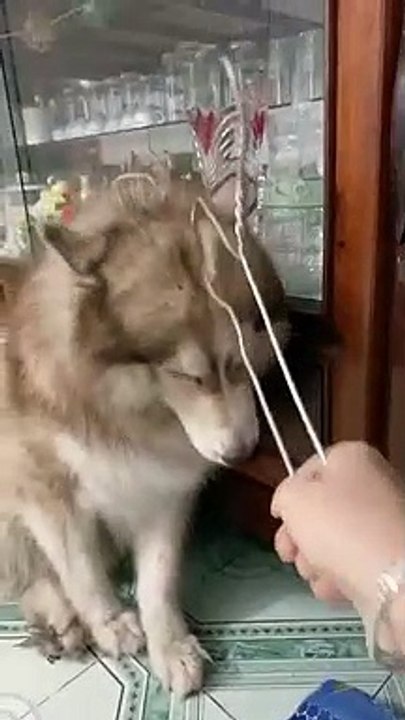 docile dog