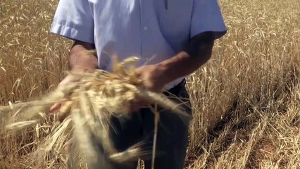 Nadasa bırakılan bozkır arazilerinde kaba yem üretiliyor - KIRŞEHİR