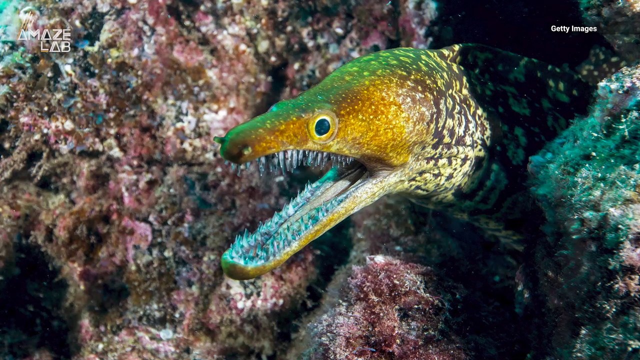 Moray Eels Have a Second Jaw That Pulls Prey Into Their Throat