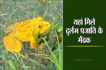 नहीं देखे होंगे ऐसे मेंढ़क