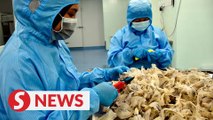 Vet Dept: RM3bil in bird's nest export targeted by year end