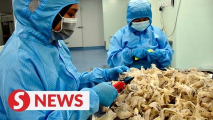 Vet Dept: RM3bil in bird's nest export targeted by year end