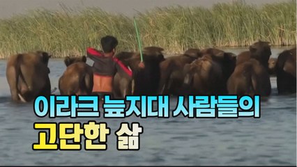 [세상만사] 코로나에 무너지는 이라크 늪지대 민족(Marsh Arabs)의 삶 / YTN