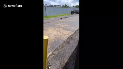 US man removes plastic bag from stray cat's head