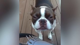 Ultimate Funny Dog Video Compilation
