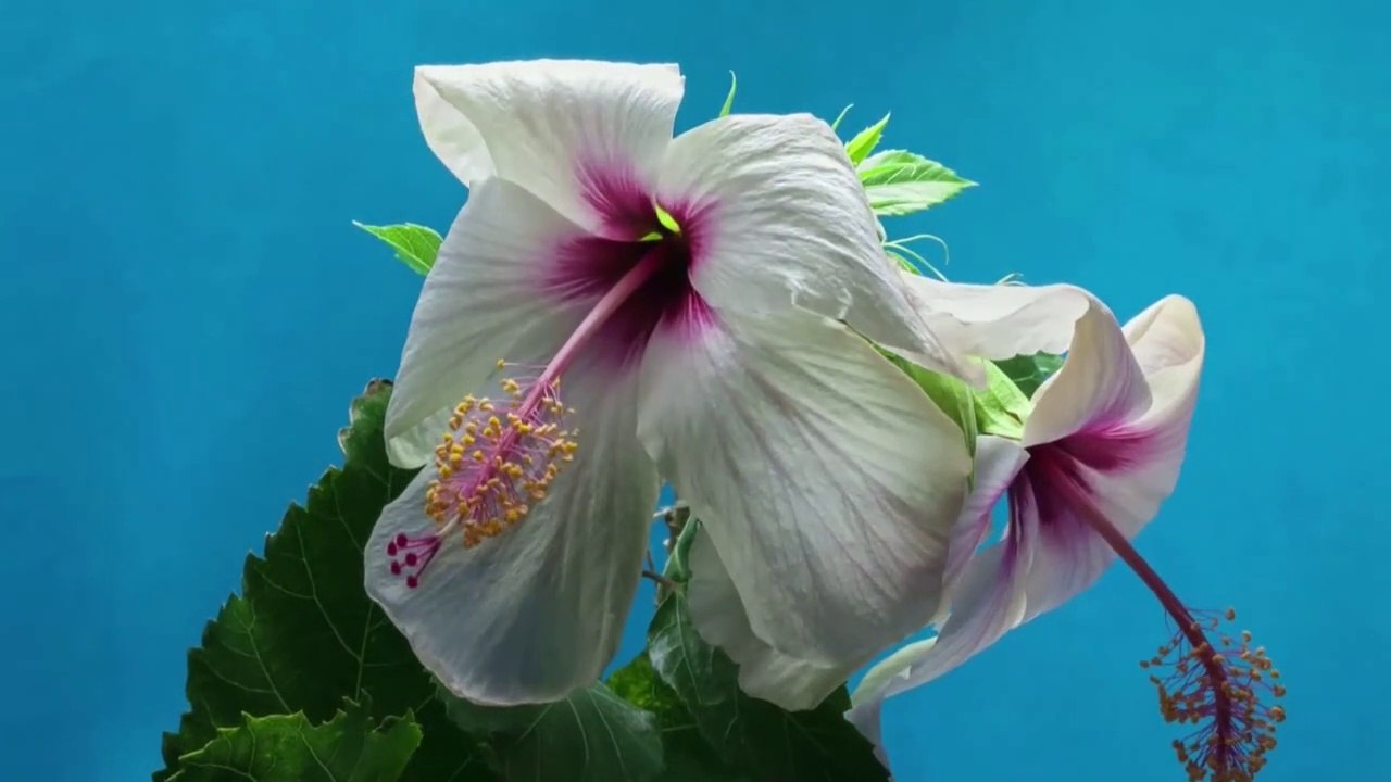 Beautiful China Rose Blooming || Changder TV