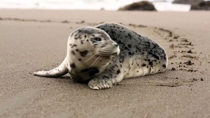 Adorable Seal Spotted Relaxing on the Beach 🦭 | Changder TV