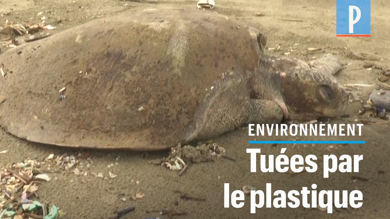 Marée géante de plastiques et cadavres de tortues au Bangladesh