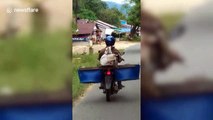 Bizarre moment farmer rides motorcycle with goat strapped to the back