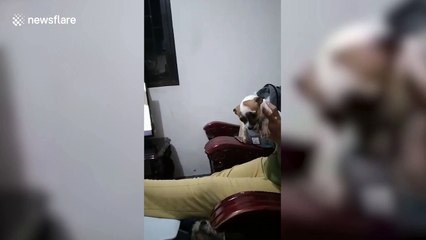 Hilarious moment of dogs reacting to toy dinosaur