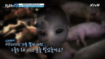 아르헨티나의 소 떼 의문사 범인은 UFO??? [외계인은 있다 19]