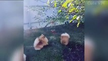 Cute Pomeranian Puppies Doing Funny Things #3 _ Cute and Funny Dogs