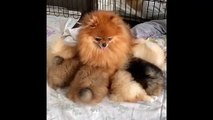 Cute Pomeranian Puppies Doing Funny Things #5 _ Cute and Funny Dogs
