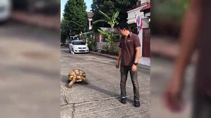 Family take huge pet tortoise for walkies